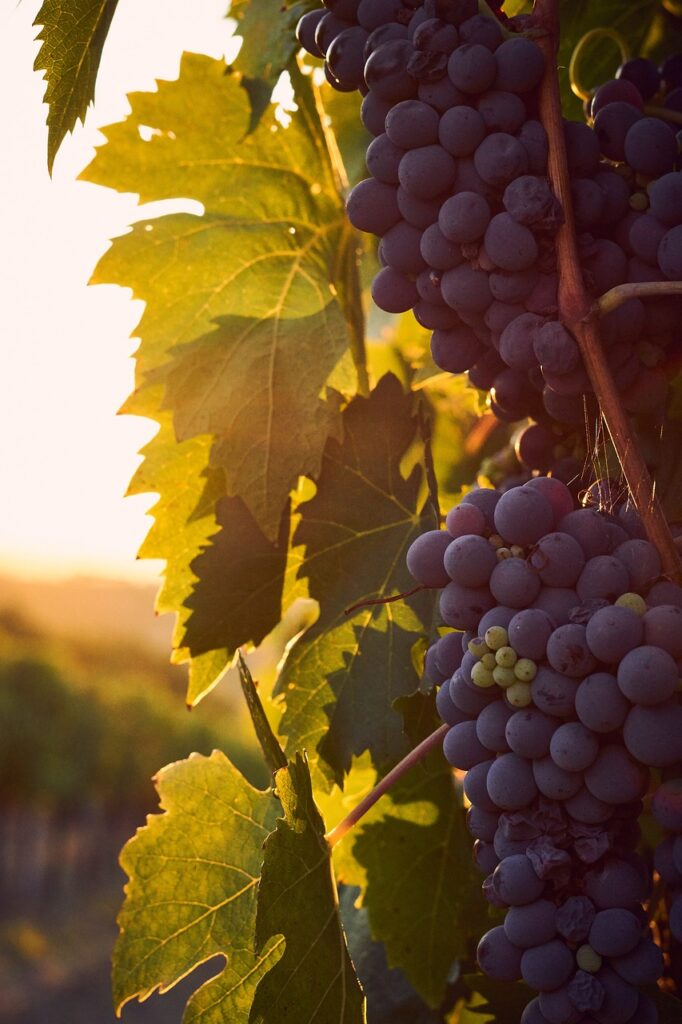 vines, nature, italy, tuscany, vineyards, wine, grapes, sunset, backlighting, vacations, tuscany, wine, wine, wine, wine, wine